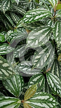 Folhas naturais com diferentes tons de verde photo