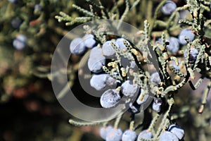 leaves and cones of \'Juniperus osteosperma\'. National Botanical Garden of Georgia