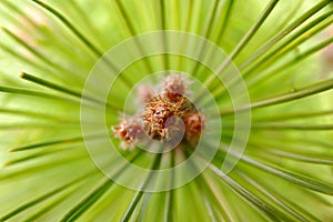 The Leaves of a Conifer photo