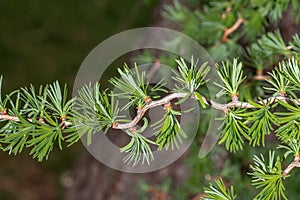 Leaves of Contorted Japanese Larch