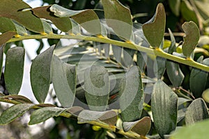 Leaves of Coontie