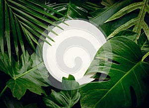 Leaves with copy space background.Tropical Botanical