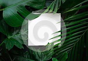 Leaves with copy space background.Tropical Botanical photo