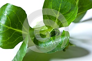 Leaves of corn salad, lamb`s lettuce, common cornsalad, feldsalat