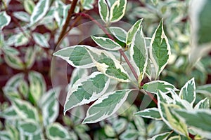 Leaves of Cornus Controversa Variegata