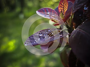 Leaves of Cotinus coggygria `Royal Purple` are a perfect model for the raindrops