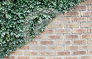 Leaves cover brick wall