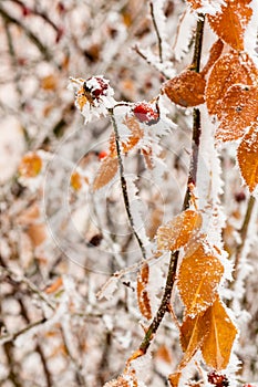 Leaves covered with hoarfrost and snow