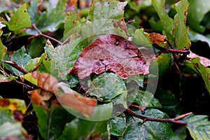 Leaves  covered with rain drops in danish capital Copenhagen