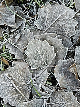 Leaves covered with small ice crystals