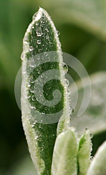 Leaves covered with water dewdrop