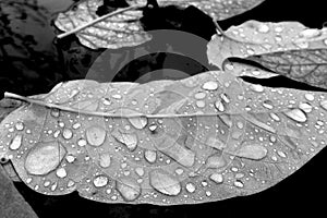 Leaves covered in water drops after rain, black & white