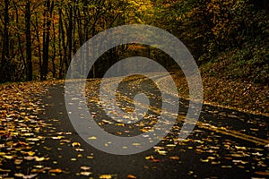 Leaves Covering Curve In Mountain Road