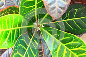 Leaves of a Croton Plant