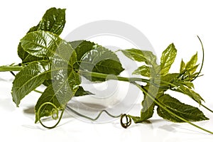 Leaves and Curling Tendrils of the Granadilla Plant