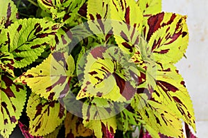 The beautiful leaves of Curly Speckled Coleus photo