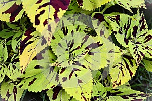 The leaves of Curly Speckled Coleus photo