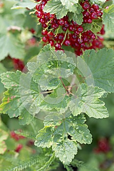leaves of currants affected by currant aphids berry bush disease with bulges
