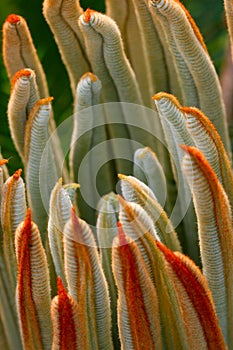 The leaves of Cycas revoluta 2
