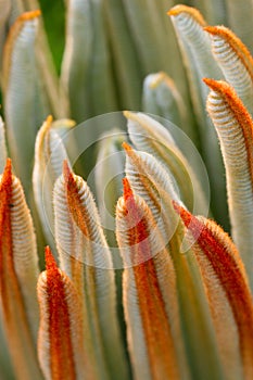 The leaves of Cycas revoluta