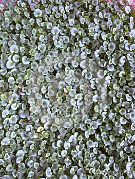 Leaves of Cymbalaria muralis