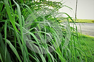 The leaves of Cymbopogon nardus on the bed on the coast