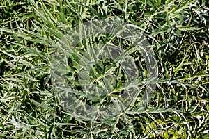 Leaves of Cynara cardunculus in a meadow on the western island of Sicily