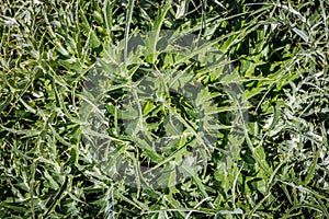 Leaves of Cynara cardunculus in a meadow on the western island of Sicily