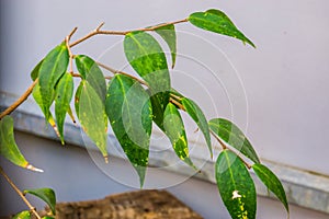 Leaves of the Dapania pentandra, believed to be extinct in the wild and last specie on earth, extinct tropical plant specie from