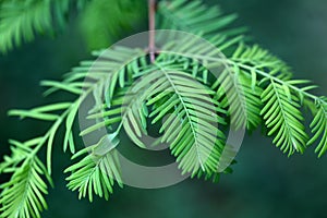 Leaves of a dawn redwood