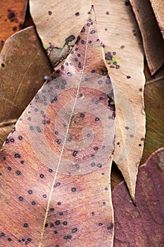 Leaves Dead Eucalypt