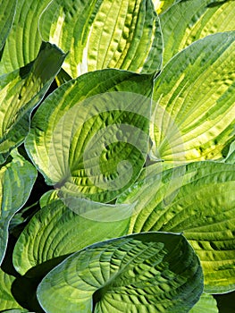 Leaves of decorative plant Hosta (Funkia).