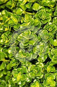 Leaves of Depressed Clearweed