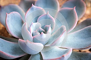 Leaves detail close up fresh leaves detail of Echeveria Succulent plant