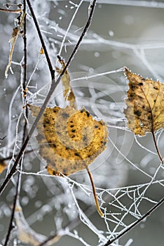 Leaves and Dew on Web at Abernethy Forest in Scotland.