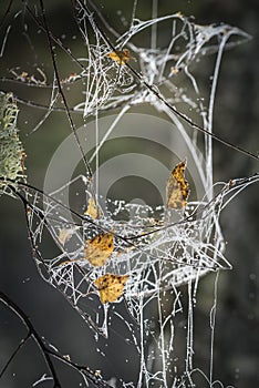 Leaves and Dew on Web at Abernethy Forest in Scotland.