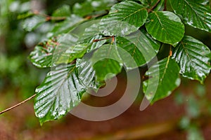 Leaves dewy with rain drops. Lush green leaves beech tree leaves