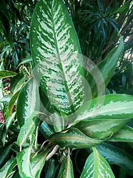 The leaves of Dieffenbachia 