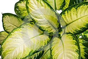 Leaves of the Dieffenbachia Tissue are unique white texture