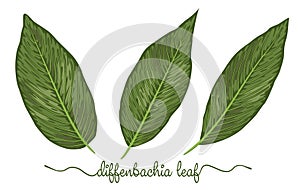 Leaves of diffenbachia elements set. Botany hand drawn graphic i