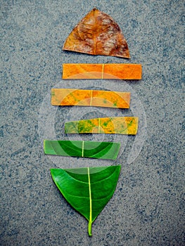 Leaves of different age of jack fruit tree on dark stone background. Ageing and seasonal concept colorful leaves with flat lay