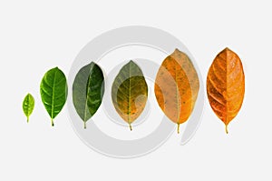 Leaves of different age of jack fruit tree on white background c photo