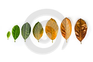 Leaves of different age of jack fruit tree on white background c photo