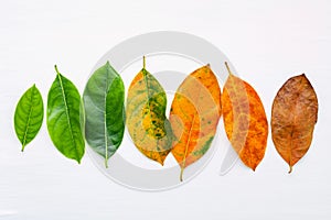 Leaves of different age of jack fruit tree on white wooden background. Ageing  and seasonal concept colorful leaves with flat lay