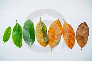 Leaves of different age of jack fruit tree on white wooden background. Ageing and seasonal concept colorful leaves with flat lay