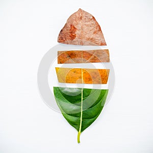 Leaves of different age of jack fruit tree on white wooden background. Ageing and seasonal concept colorful leaves with flat lay