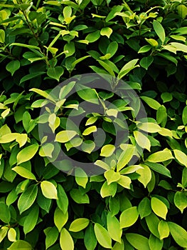 Leaves with Different Shades of Green