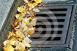 Leaves in the drain grate