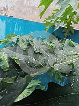 Leaves drenched by heavy rain