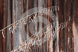 Leaves of dried cypress plant on background of old wood texture of house wall